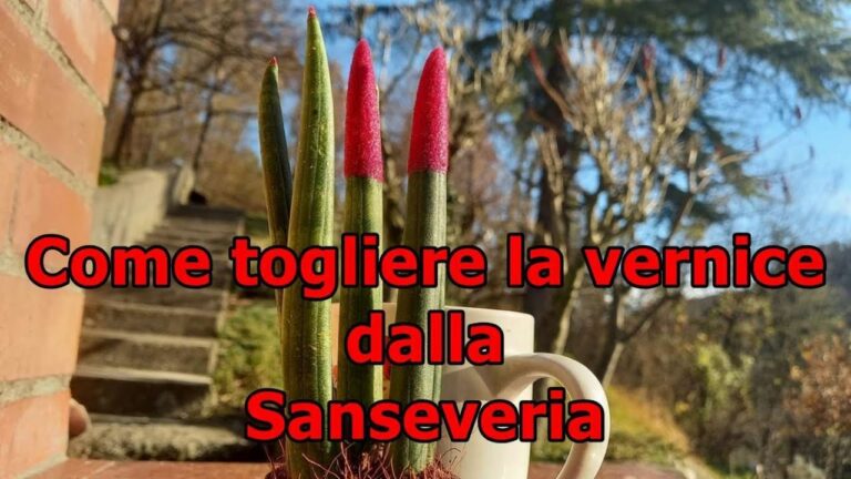 Guida alla Cura della Sansevieria Colorata