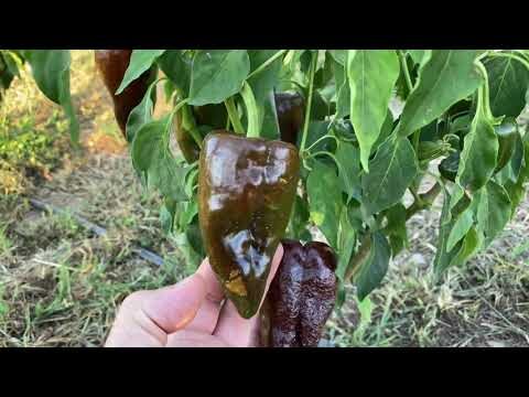 Peperoncino Messicano: Scopri la Sua Piccantezza Unica
