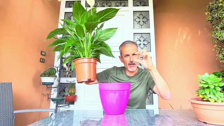 Cause e Rimedi per le Foglie Gialle dello Spatifillo