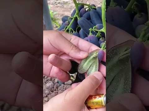 Uva Pizzutella Senza Semi: Delizie e Benefici