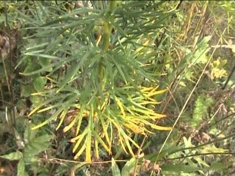 Rischi e Caratteristiche del Ranuncolo Selvatico Velenoso