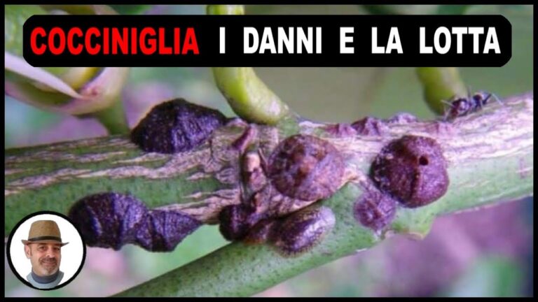 Guida efficace per eliminare la cocciniglia dell’olivo
