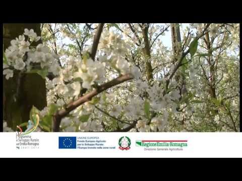 Scoperta e Importanza del Carabidi Neri nella Biodiversità