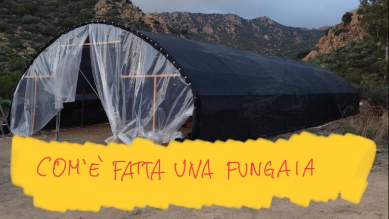 Coltivazione Ottimale dei Funghi Porcini in Serra