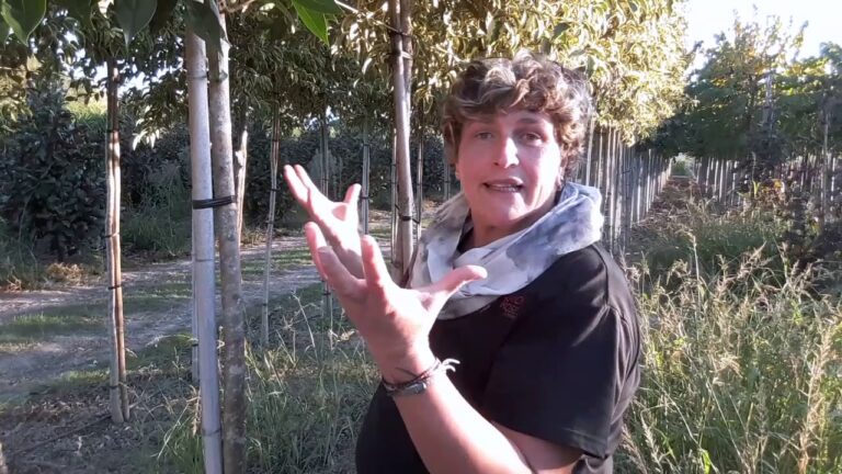 Guida Pratica alla Potatura del Ligustro