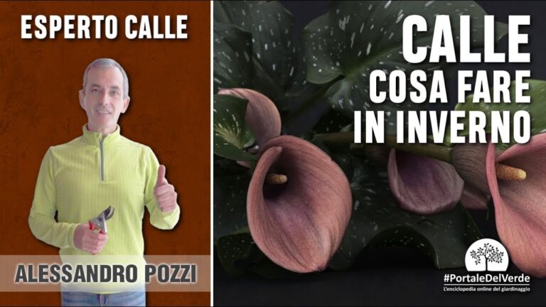 Calle in Vaso: Guida alla Coltivazione in Inverno