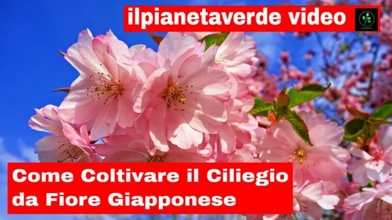 Costo del ciliegio da fiore: tutto quello che devi sapere