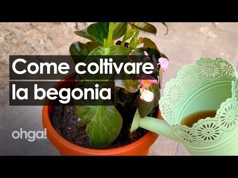 Esposizione Ideale per Begonie in Vaso