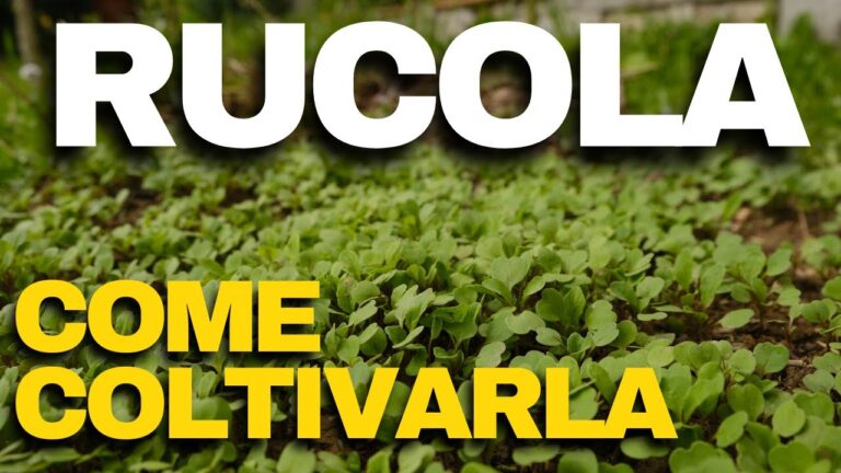 Guida alla Semina della Rucola Selvatica