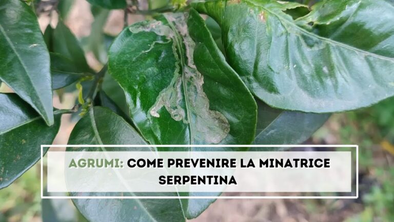 Rimedi Efficaci per la Minatrice Serpentina