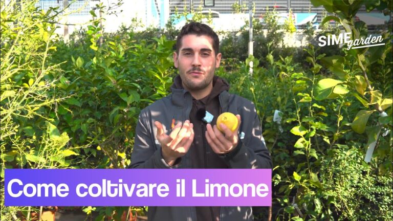 Guida Pratica per Curare un Limone
