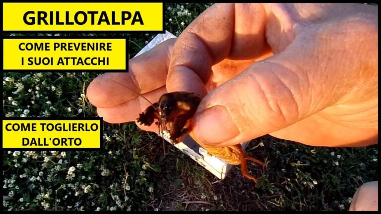 Guida all’uso delle trappole per grillotalpa