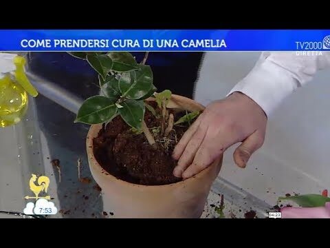 Guida alla Cura delle Camelie