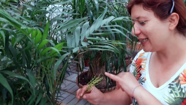 Guida alla Cura della Chamandorea Elegans: Il Palmetto da Interno Ideale