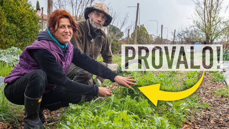 Le Migliori Consociazioni per la Rucola