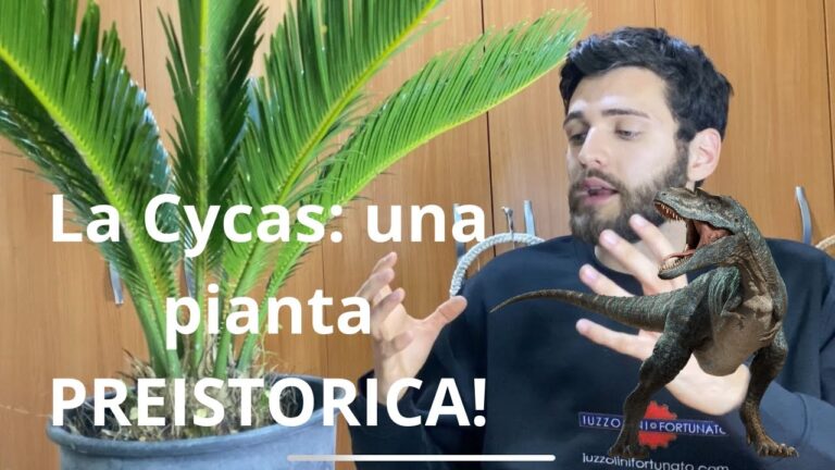 Prezzo della Pianta Cycas: Guida all’Acquisto