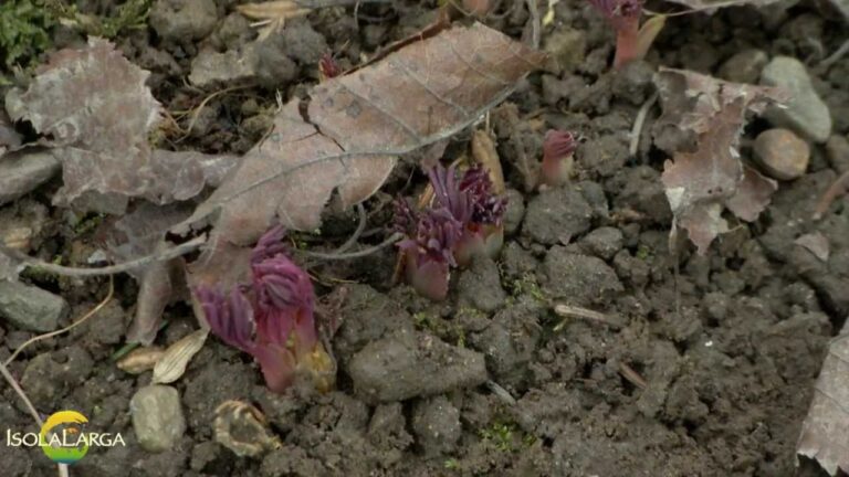 Coltivare il Dicentra Spectabilis in Vaso: Guida Pratica