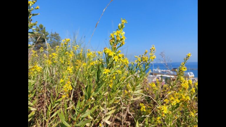 Inula Viscosa: Un Tesoro Comestibile da Scoprire