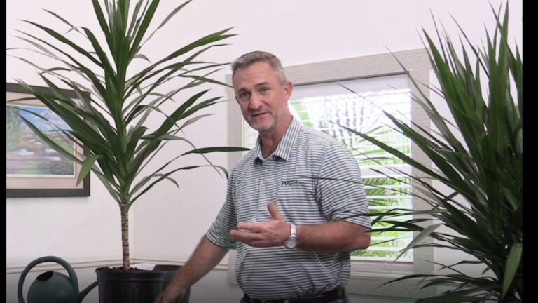 Guida alla Cura della Dracena Marginata Tarzan