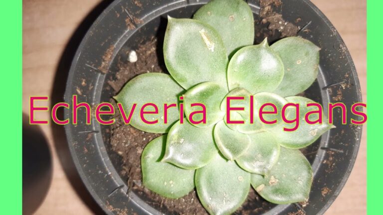 Echeveria Elegans: Guida alla Cura e alla Fioritura