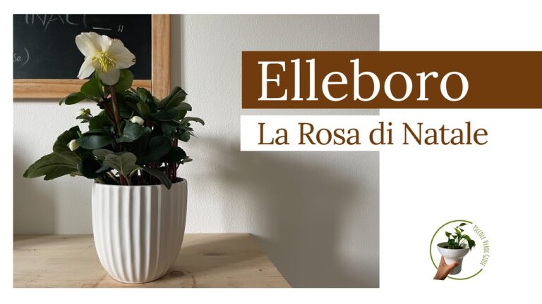 Concime Ideale per Elleboro in Vaso