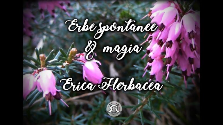 Le Proprietà Magiche dell’Erica
