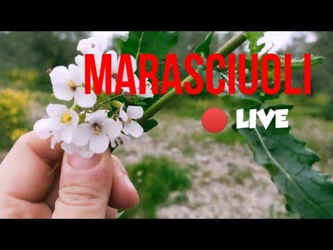 Scoprire il Marasciuolo Selvatico: Un Tesoro della Natura