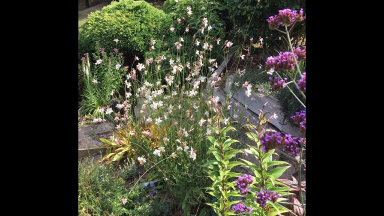 Abbinamenti Perfetti per la Gaura
