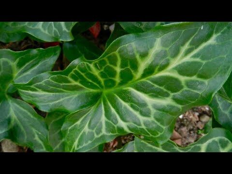 Fiori Simili alla Calla: Bellezza e Varietà
