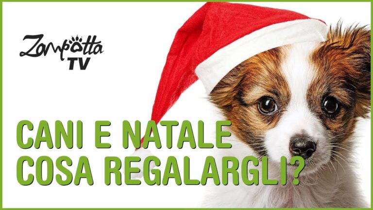 La Stella di Natale: Rischi per la Salute dei Cani