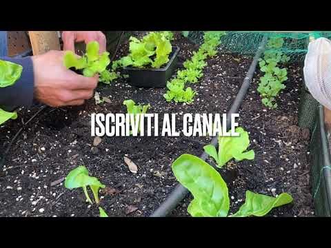 Guida alla Semina dell’Insalata da Taglio
