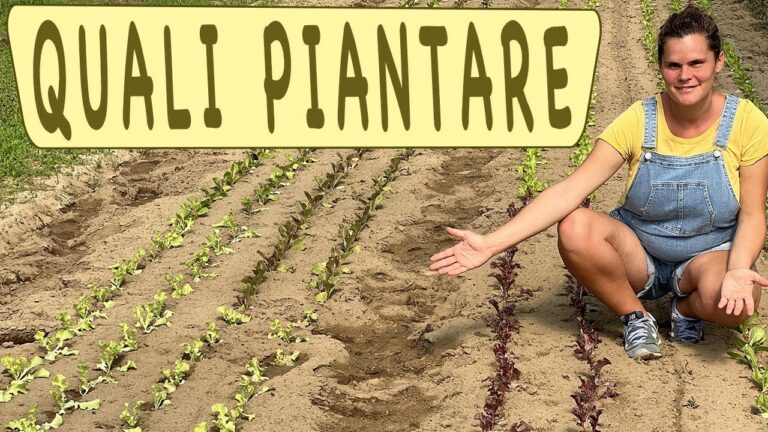 Insalata Invernale: Freschezza dall’Orto in Tavola