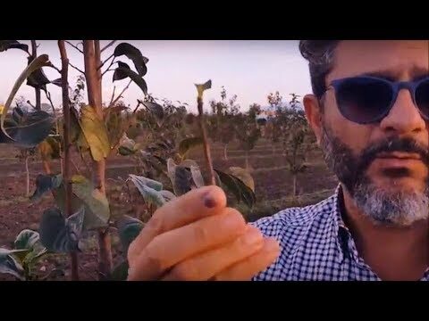 Ottimizzazione dei Trattamenti Fitosanitari per i Cachi