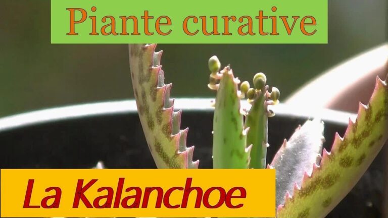 Kalanchoe Daigremontiana: Una Pianta Infestante da Contenere
