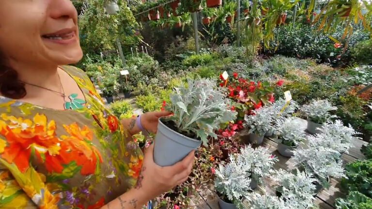 Guida alla Coltivazione delle Cinerarie: Fiori Colorati per il Tuo Giardino