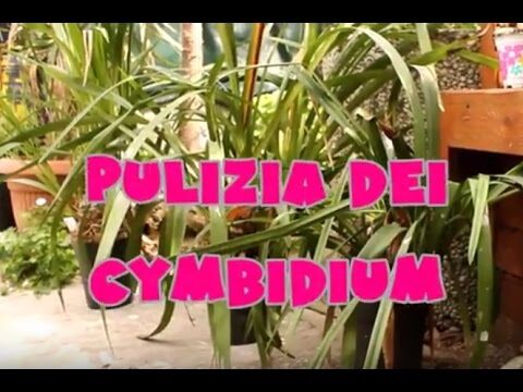 Potatura Ottimale dell’Orchidea Cymbidium