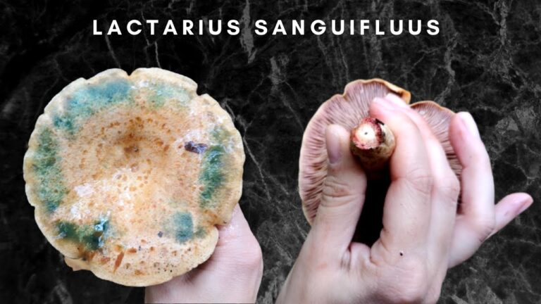 Scopri i Funghi Sanguigni: Caratteristiche e Usi in Cucina