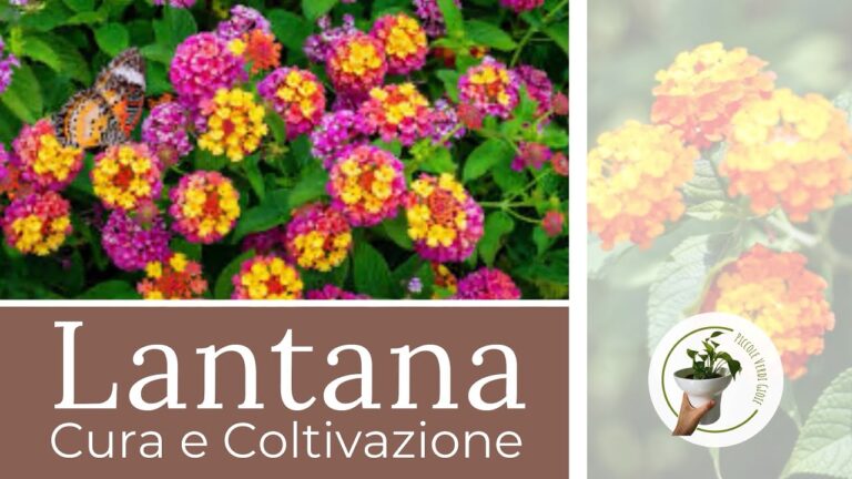 Prezzo Lantana Strisciante: Guida all’Acquisto e Consigli Utili