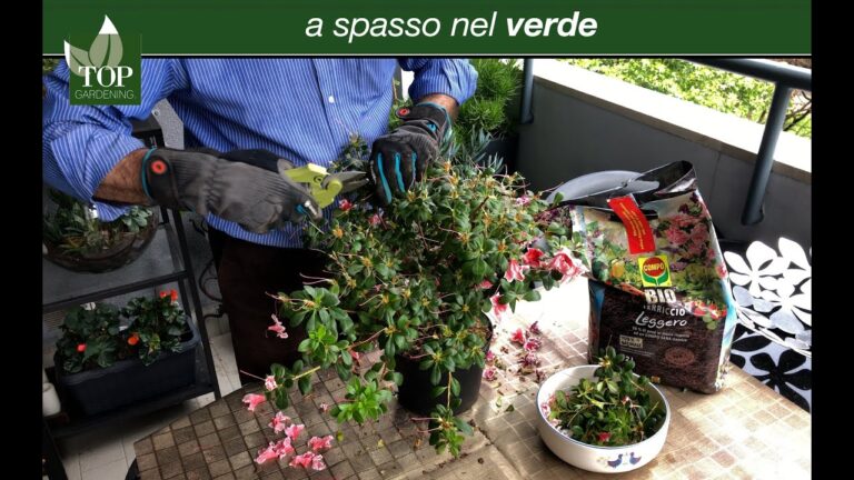Quando Fiorisce l’Azalea: Guida alla Fioritura e Cura
