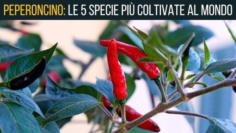 Peperoncino Piccolissimo: Un Tesoro di Sapori in Cucina