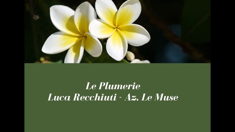Il Significato del Fiore di Frangipane