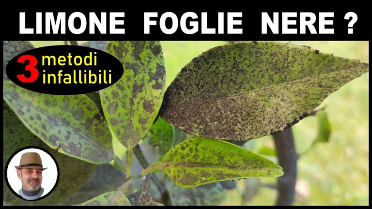 Limoni Neri: Cause e Soluzioni per la Malattia