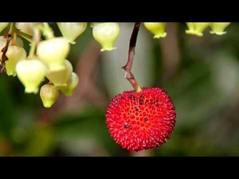 Comprendere la Malattia Corbezzolo: Sintomi e Trattamenti