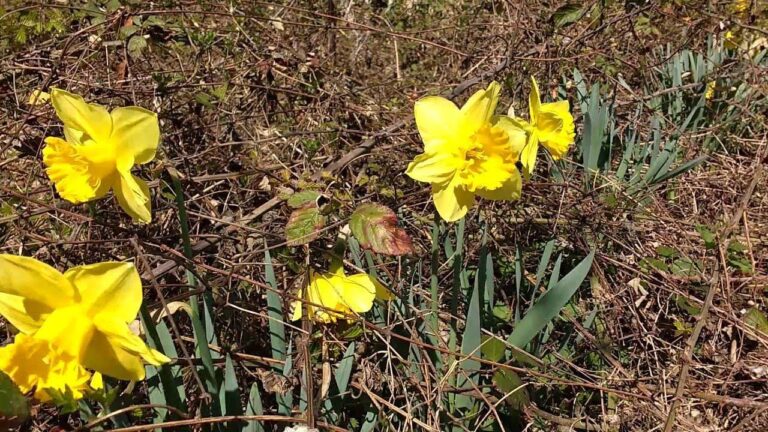 Narcisi Tromboni: Bellezza e Simbologia dei Fiori Primaverili