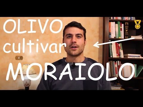 Oliva Moraiola: Un Tesoro dell’Oleicultura Italiana