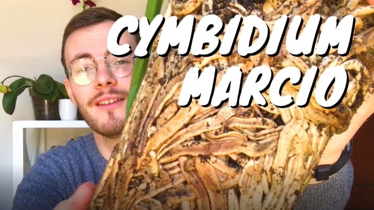 Cymbidium: Prezzo e Consigli per l’Acquisto
