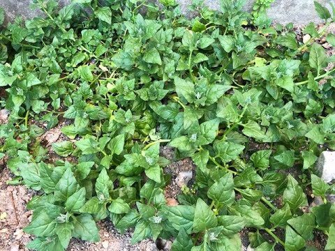 Benefici delle Consociazioni di Spinaci nel Giardinaggio Sostenibile