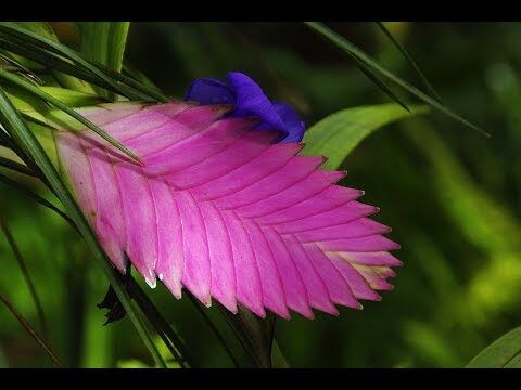 Il Fiore Verde di Tillandsia Cyanea: Un Cambiamento Affascinante