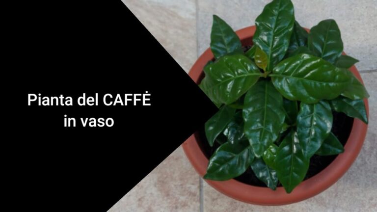 Guida alla Cura della Pianta del Caffè in Tazza