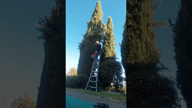Tecniche Efficaci per la Potatura del Cipresso